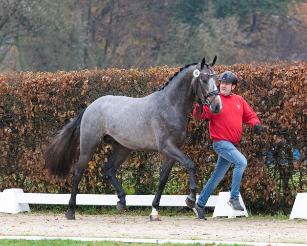 horse Hengst von Halifax van het Kluizebos / Zirocco Blue (Westphalian, 2021, from Halifax van het Kluizebos)