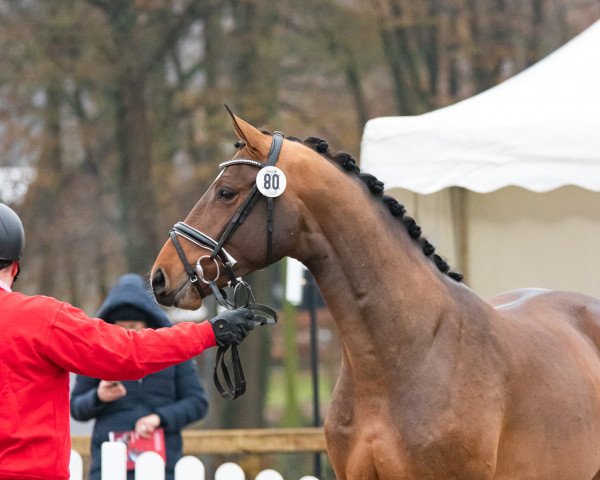 horse Hengst von Eldorado van de Zeshoek / Balou du Rouet (Westphalian, 2021, from Eldorado van de Zeshoek)