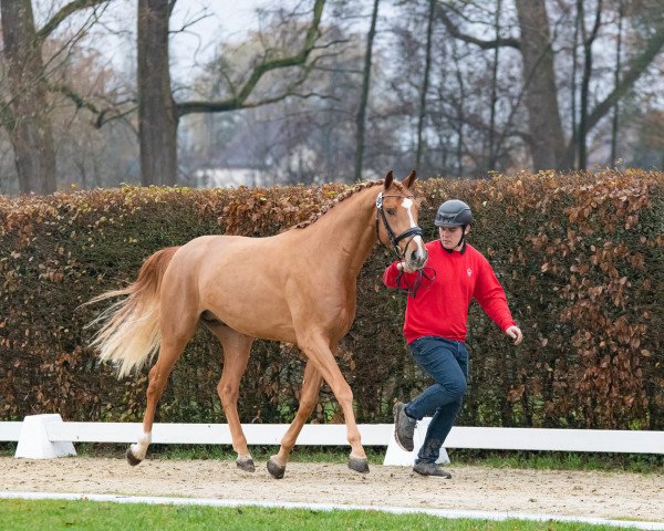 horse Hengst von Tangelo van de Zuuthoeve / Zirocco Blue (KWPN (Royal Dutch Sporthorse), 2021, from Tangelo van de Zuuthoeve)