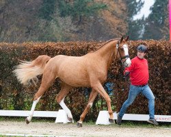 stallion Tangelo´s Kunterbunt (Holsteiner, 2021, from Tangelo van de Zuuthoeve)
