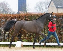 Deckhengst Hengst von Pegasevan't Ruytershof / Kassander van't Roosakker (Belgisches Warmblut, 2021, von Pegase van 't Ruytershof)