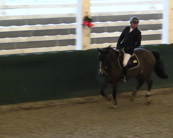 Reitturnier Salzwedel 2023