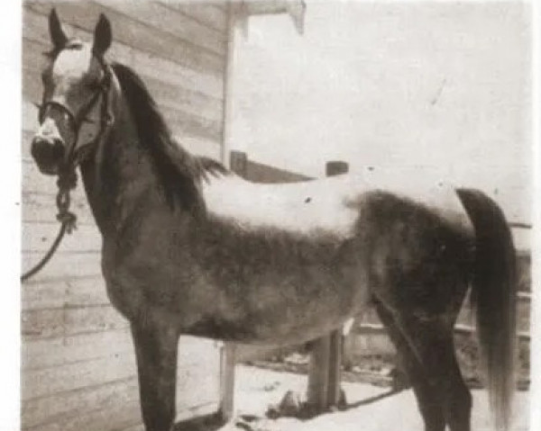 broodmare Ronda ox (Arabian purebred, 1944, from Czubuthan ox)