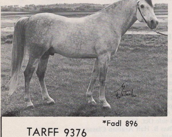 horse Tarff ox (Arabian purebred, 1954, from Fadl 1930 RAS)
