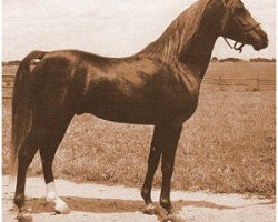 stallion Sabdaan ox (Arabian purebred, 1943, from Faddan ox)