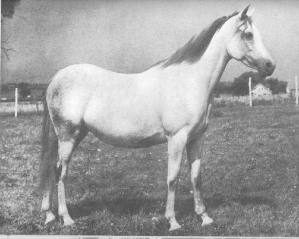 broodmare Fadurra ox (Arabian purebred, 1935, from Fadl 1930 RAS)
