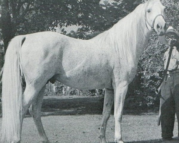 stallion Czubuthan ox (Arabian purebred, 1933, from Dzingishan III ox)