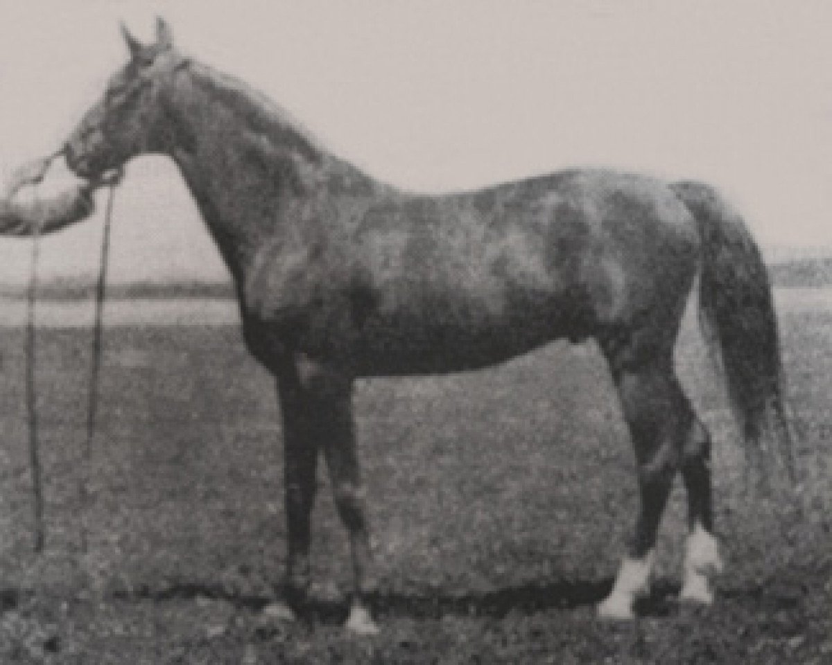 stallion Dzingishan III ox (Arabian purebred, 1912, from Hermit 1895 Desert Bred)