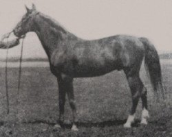 stallion Dzingishan III ox (Arabian purebred, 1912, from Hermit 1895 Desert Bred)