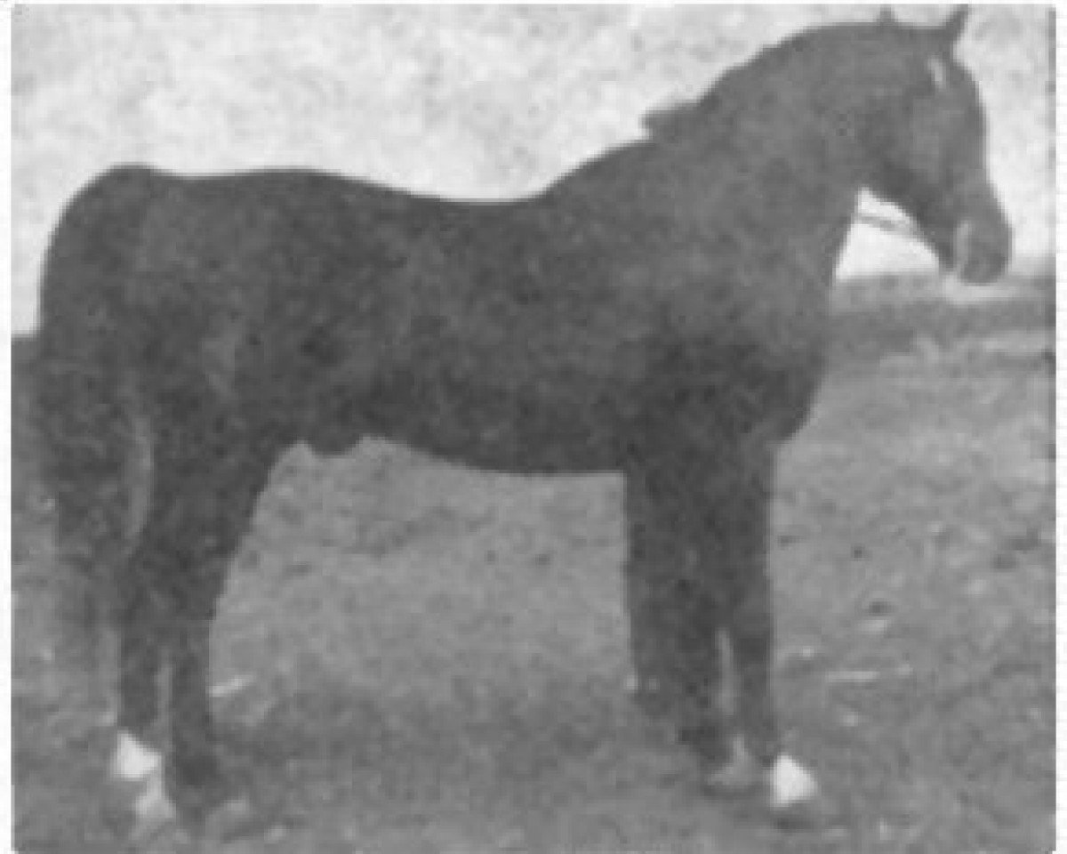stallion Faronek ox (Arabian purebred, 1941, from Ronek ox)