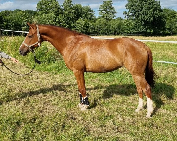 jumper Uganda 43 (Oldenburg show jumper, 2015, from Udarco van Overis)