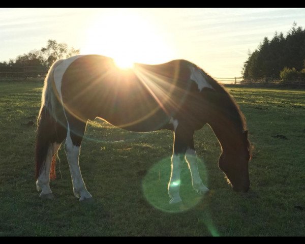 dressage horse Takoda Boots (Polish Warmblood, 2005) dressage horse Takoda Boots (Polish Warmblood, 2005)