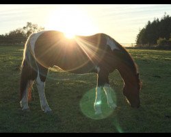 dressage horse Takoda Boots (Polish Warmblood, 2005)