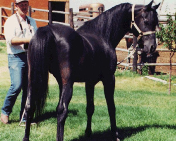 stallion HMR Haltanny ox (Arabian purebred, 1965, from Hallany Mistanny ox)