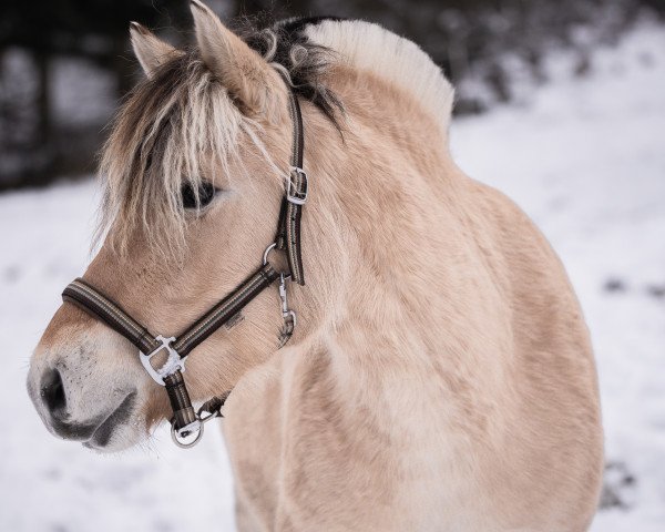 horse Astrid Vårby (Fjord Horse, 2021, from Højgaards Nando)
