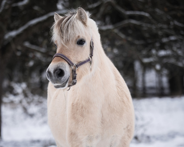 broodmare Arlett Vårby (Fjord Horse, 2018, from Orion Halsnæs)