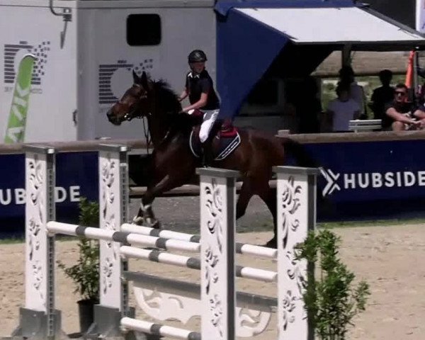 horse Gala du Maizeret (Selle Français, 2016, from Cornet Obolensky)