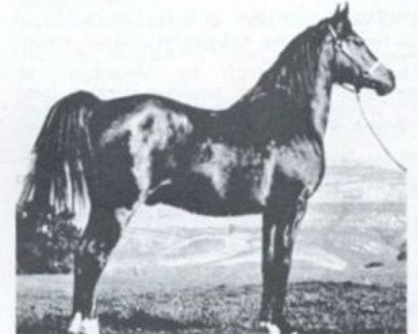 stallion Gayr ox (Arabian purebred, 1940, from Ronek ox)