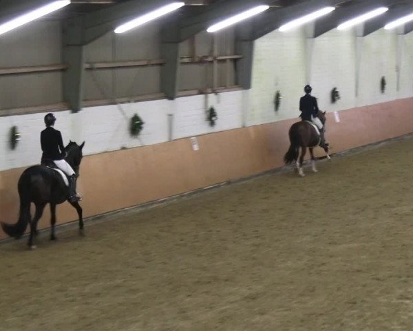 Reitturnier Datteln 2023