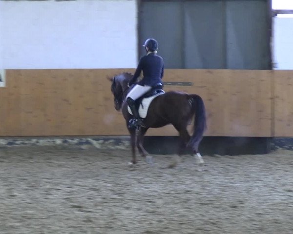 Reitturnier Datteln 2023