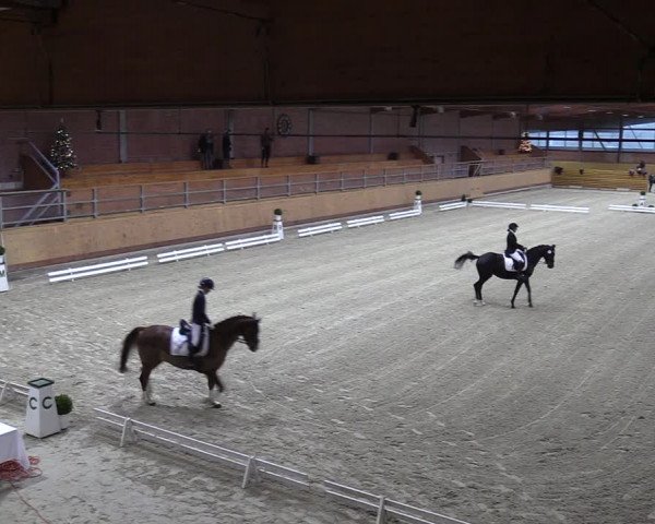 Reitturnier Hamburg-Friedrichshulde 2023