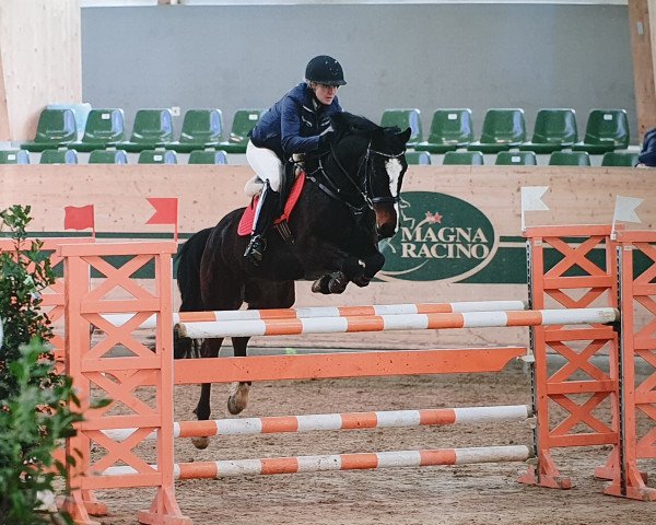 jumper Bonjour 89 (German Riding Pony, 2011, from Bon Jovi)
