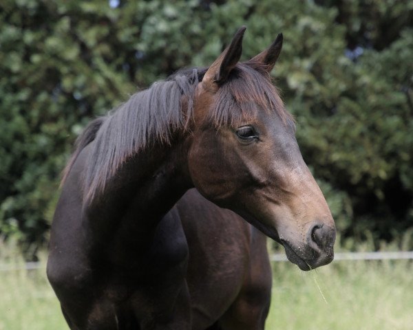 Pferd Di Vino Venero (Hannoveraner, 2022, von Donier)