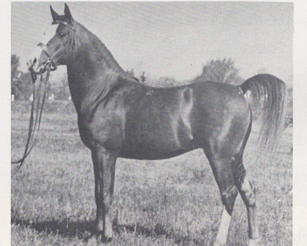 stallion Shamadan ox (Arabian purebred, 1947, from Rithan ox)