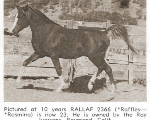 stallion Rallaf ox (Arabian purebred, 1942, from Raffles ox)