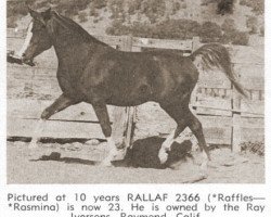 stallion Rallaf ox (Arabian purebred, 1942, from Raffles ox)