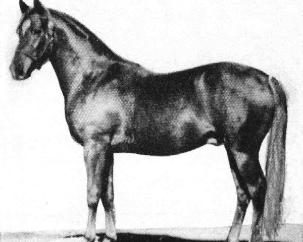 stallion Hasab ox (Arabian purebred, 1931, from Hanad 1922 ox)