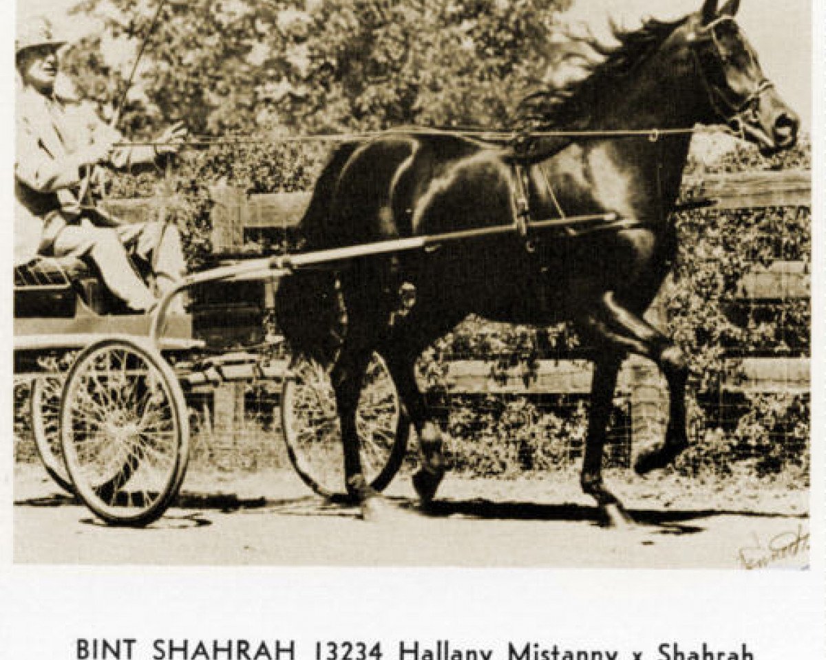 broodmare Bint Shahrah ox (Arabian purebred, 1958, from Hallany Mistanny ox)