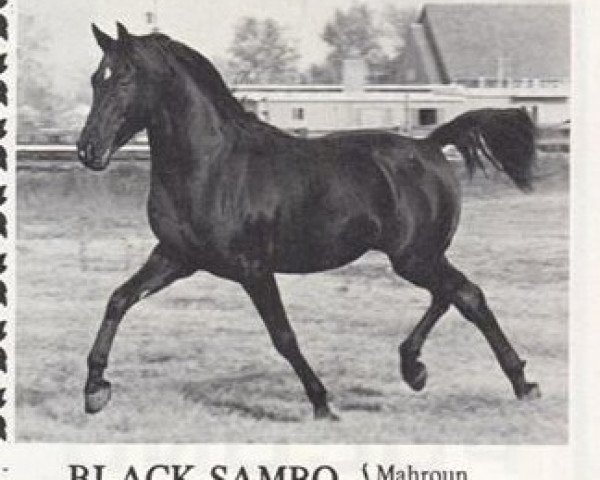 stallion Black Sambo EAO (Arabian purebred, 1956, from Mahroun EAO)