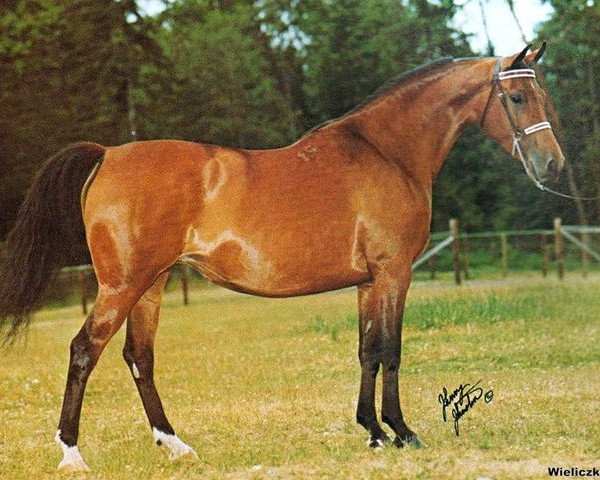 broodmare Wieliczka ox (Arabian purebred, 1971, from Celebes 1949 ox)
