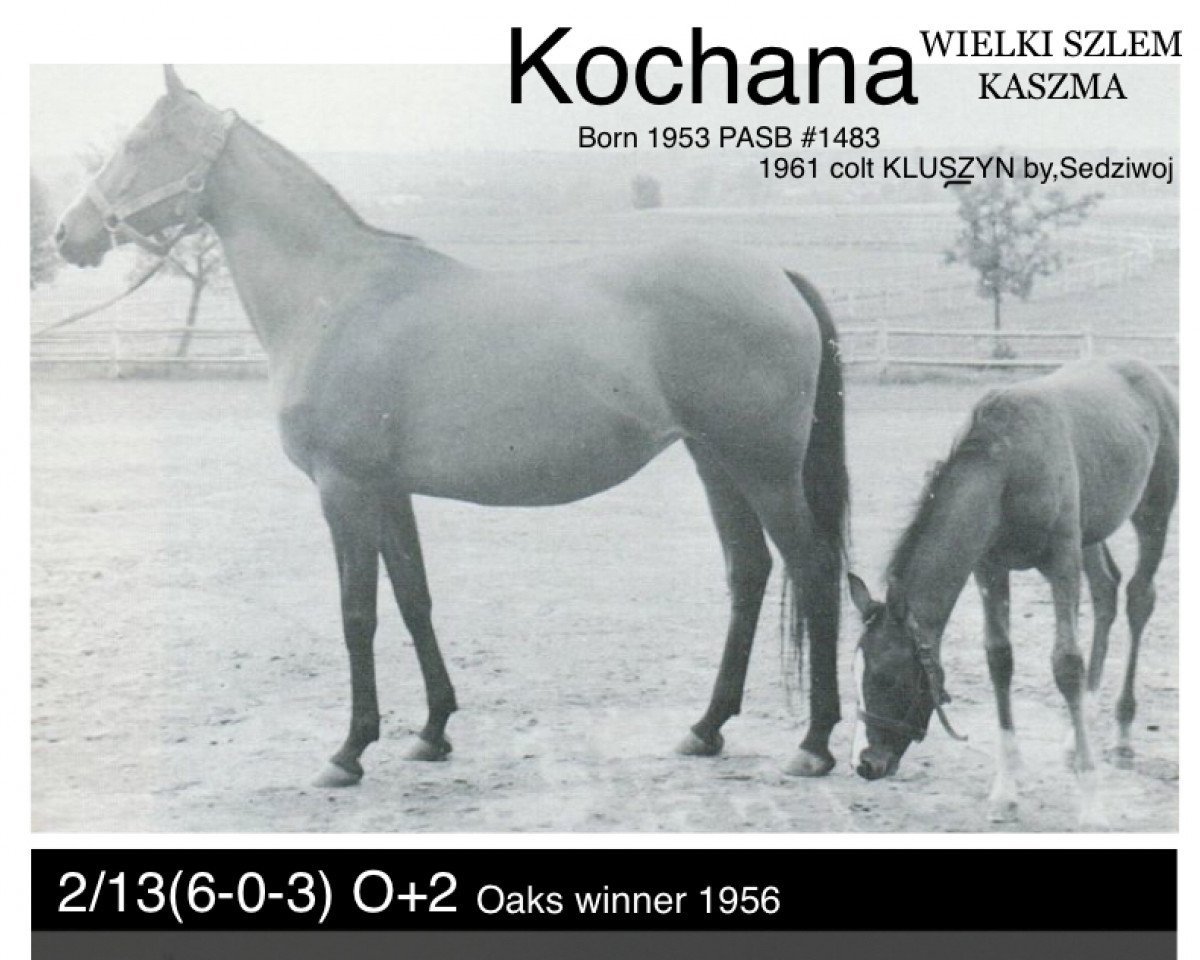 Zuchtstute Kochana ox (Vollblutaraber, 1952, von Wielki Szlem 1938 ox)