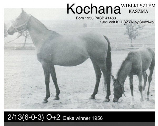 broodmare Kochana ox (Arabian purebred, 1952, from Wielki Szlem 1938 ox)