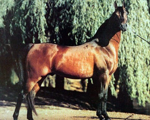stallion Elimar ox (Arabian purebred, 1970, from Celebes 1949 ox)