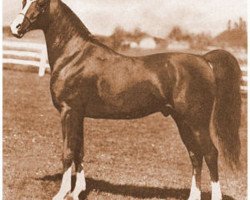 horse Aaraf ox (Arabian purebred, 1943, from Raffles ox)