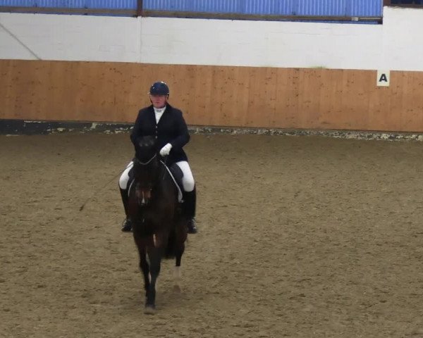 Reitturnier Datteln 2023