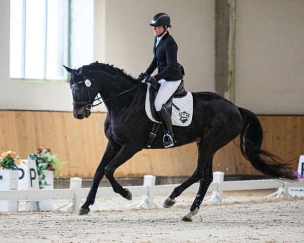 Zuchtstute Sierra Rubina (Westfale, 2016, von Sir Donnerhall II OLD)