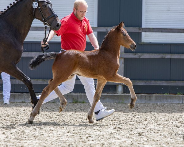 horse Hengst von Dallmayr K / Tizian (German Riding Pony, 2023, from Dallmayr K)