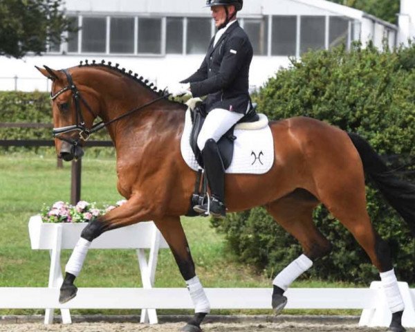 Pferd Be Happy (Hannoveraner, 2019, von Blue Hors Baron) Pferd Be Happy (Hannoveraner, 2019, von Blue Hors Baron)