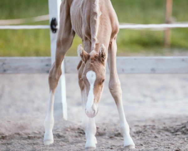 horse Sezuan‘s Fifty Shades of Gold (German Sport Horse, 2023, from Sezuan's Donnerhall)