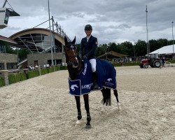 jumper All in 10 (Oldenburg show jumper, 2010, from Demet - Apokalipsis)