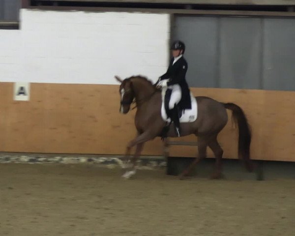 Reitturnier Datteln 2023