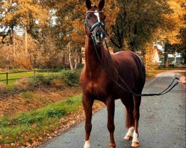 dressage horse Andiamo 272 (Westphalian, 2017)