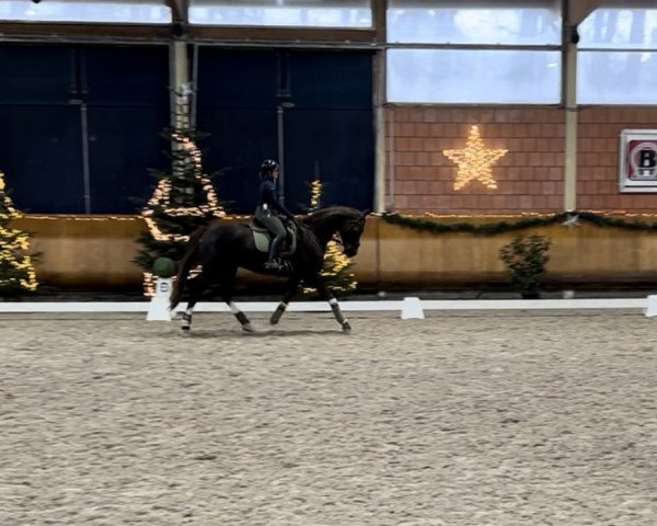 horse Ballantine 15 (Westphalian, 2017, from HBS Backround)
