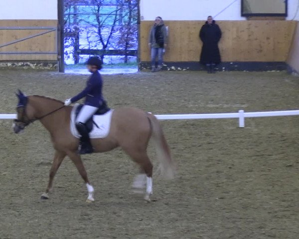 Reitturnier Datteln 2023