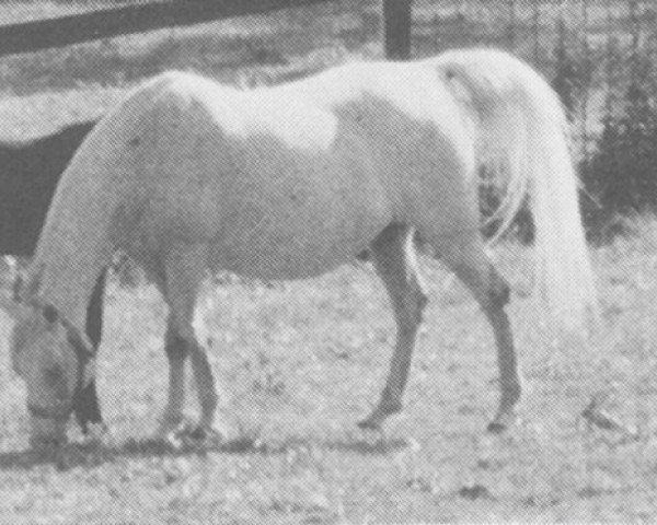 broodmare Shalimar Gida ox (Arabian purebred, 1957, from Garaff ox)