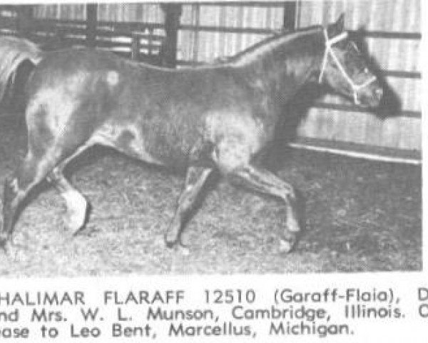 stallion Shalimar Flaraff ox (Arabian purebred, 1957, from Garaff ox)